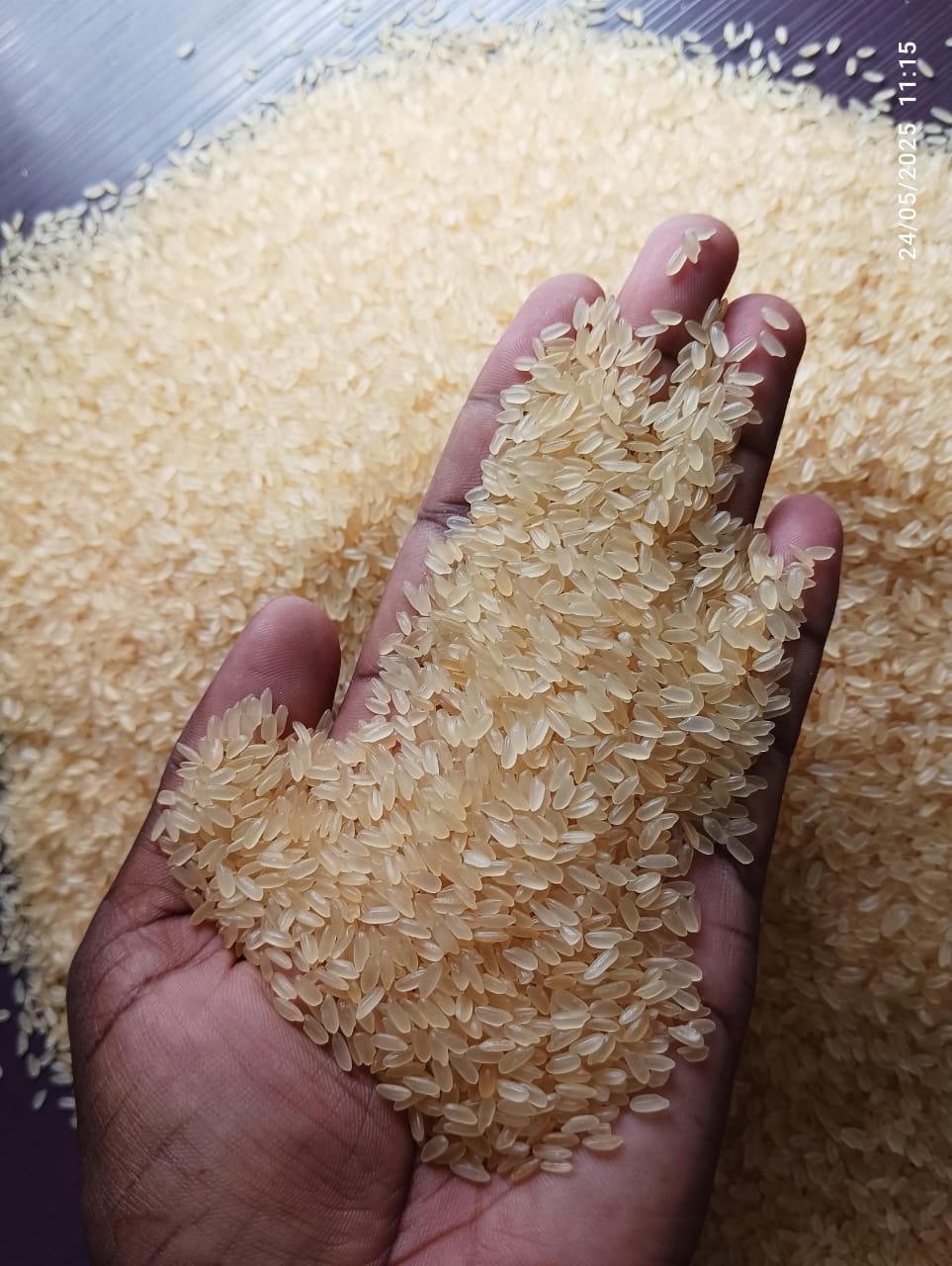 Premium rice grains held for inspection